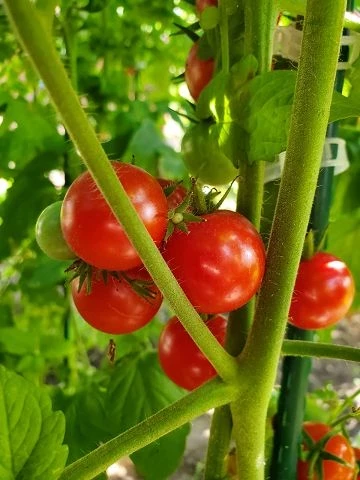 Bajaja - Strauchtomate