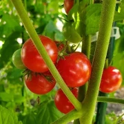 Bajaja - Strauchtomate