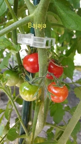 Bajaja - Strauchtomate