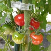 Bajaja - Strauchtomate