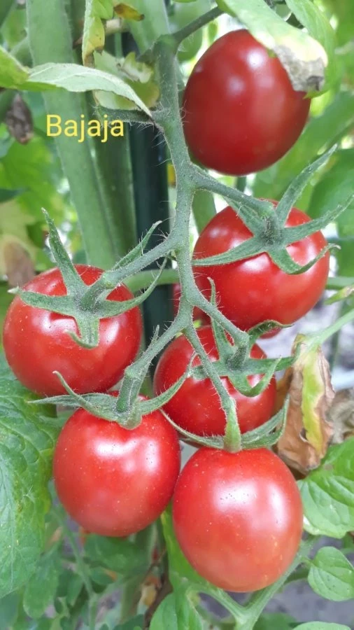 Bajaja - Strauchtomate