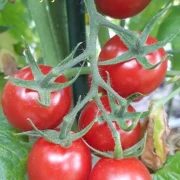 Bajaja - Strauchtomate