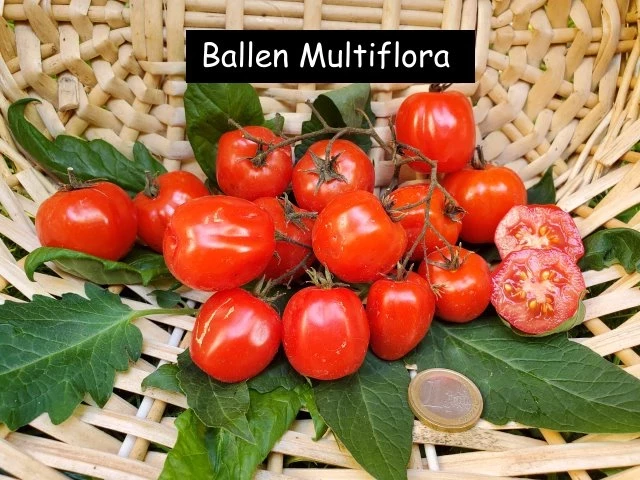Ballen Multiflora