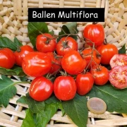 Ballen Multiflora