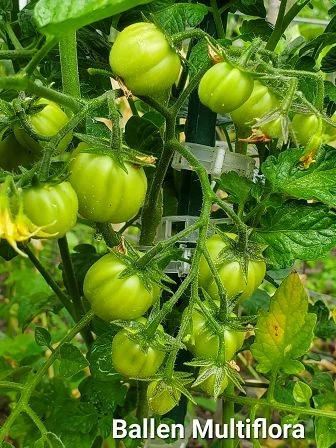 Ballen Multiflora