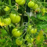 Ballen Multiflora
