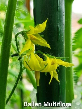 Ballen Multiflora