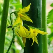 Ballen Multiflora