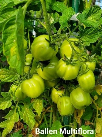 Ballen Multiflora