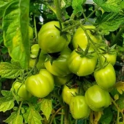 Ballen Multiflora