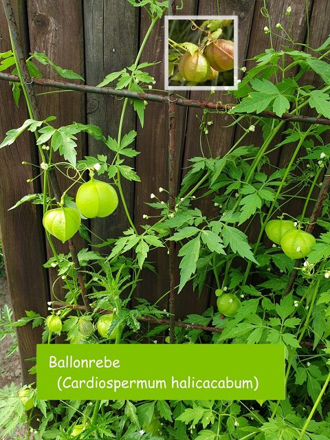 Ballonrebe (Cardiospermum halicacabum)