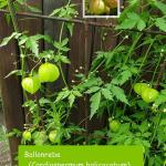 Ballonrebe (Cardiospermum halicacabum)