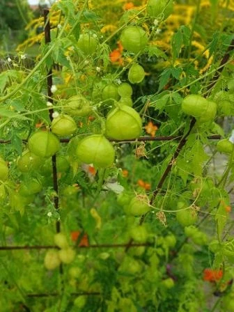 Ballonrebe (Cardiospermum halicacabum)