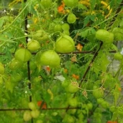 Ballonrebe (Cardiospermum halicacabum)