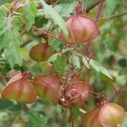Ballonrebe (Cardiospermum halicacabum)