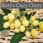 Barry’s Crazy Cherry.