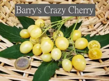 Barry’s Crazy Cherry.
