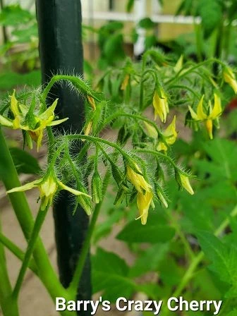 Barry’s Crazy Cherry.