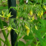 Barry’s Crazy Cherry.