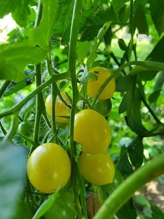 Barry’s Crazy Cherry.