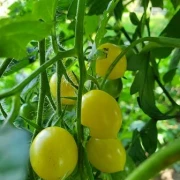 Barry’s Crazy Cherry.