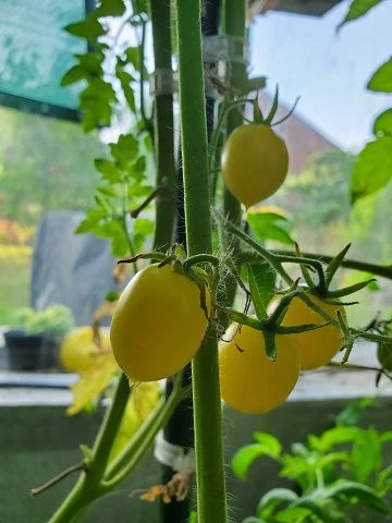 Barry’s Crazy Cherry
