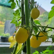 Barry’s Crazy Cherry