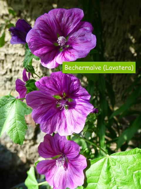 Bechermalve-Lavatera
