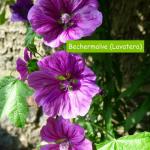 Bechermalve-Lavatera