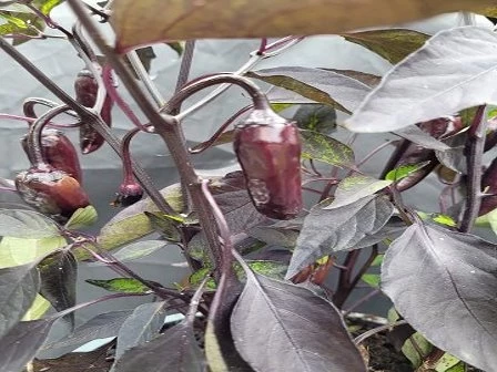 Bird´s Eye Chili