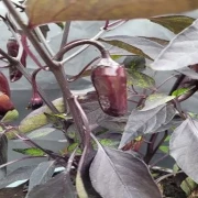 Bird´s Eye Chili