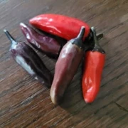 Bird´s Eye Chili