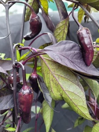 Bird´s Eye Chili