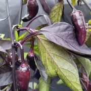 Bird´s Eye Chili
