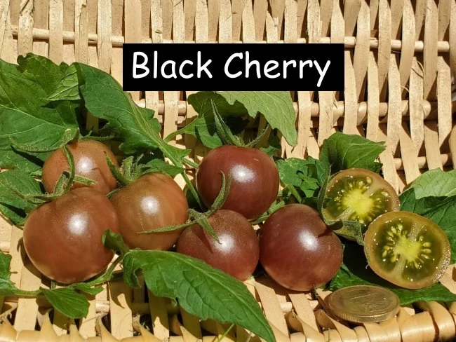 Black Cherry