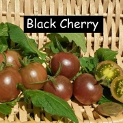 Black Cherry
