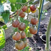 Black Cherry