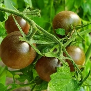 Black Cherry