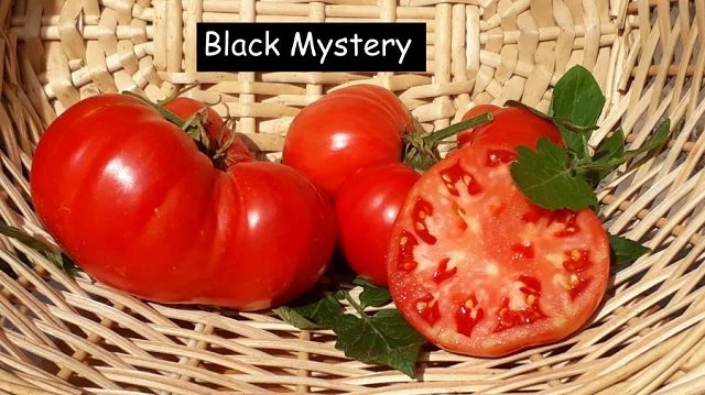 Black Mystery