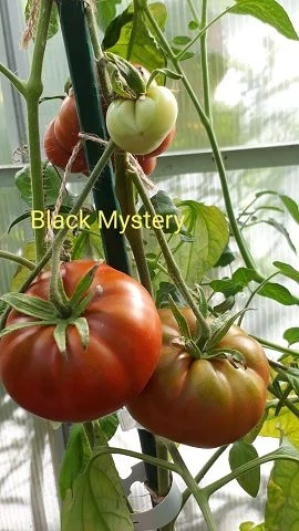 Black Mystery