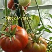 Black Mystery