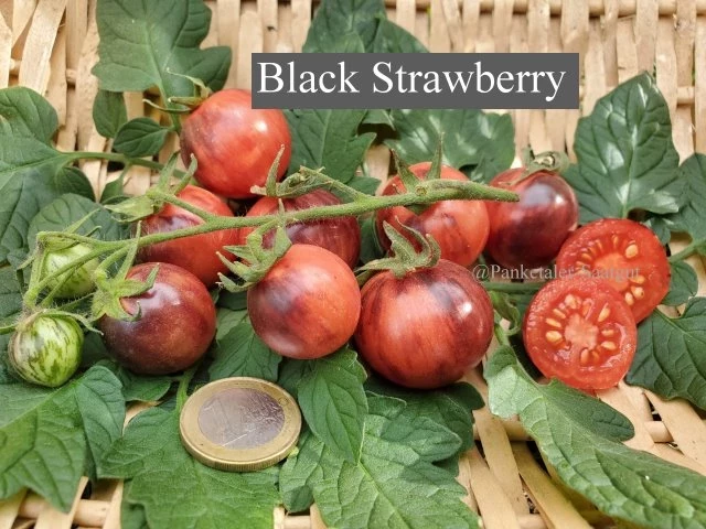 Black Strabarry (Cocktailtomate)