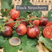 Black Strabarry (Cocktailtomate)