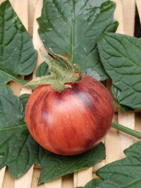 Black Strabarry (Cocktailtomate)