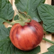 Black Strabarry (Cocktailtomate)