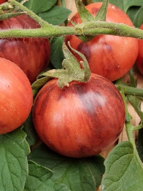 Black Strabarry (Cocktailtomate)