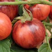 Black Strabarry (Cocktailtomate)