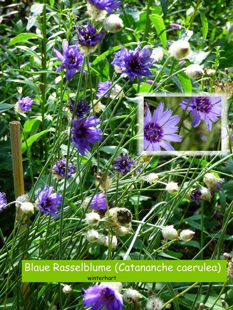 Blaue Rasselblume (Catananche caerulea)