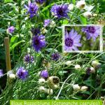 Blaue Rasselblume (Catananche caerulea)