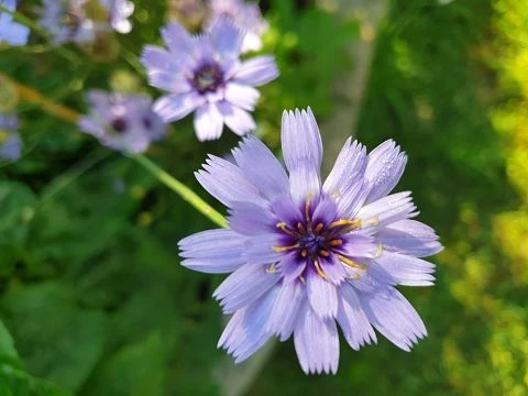 Blaue Rasselblume (Catananche caerulea)